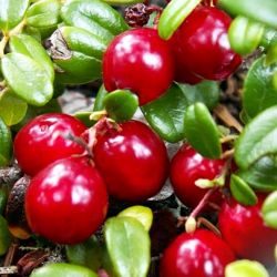  Pilgrim tzegfonya (Vaccinium macrocarpon)