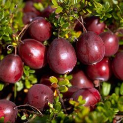 Red star tzegfonya (Vaccinium macrocarpon)