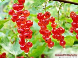  Piros ribizli (Ribes rubrum)