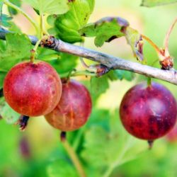  Rita egres - tskementes (Ribes uva-crispa)