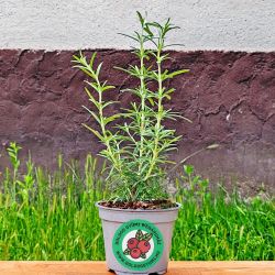  Rozmaring (Rosmarinus officinalis)