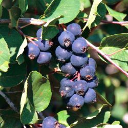  Smokey mzalmcska (Amelanchier alnifolia)