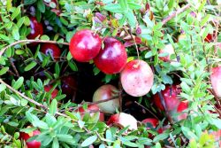  Stevens tzegfonya (Vaccinium macrocarpon)