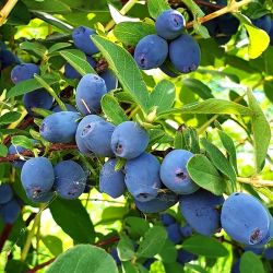  Strawberry Sensation mzbogy (Lonicera caerulea)