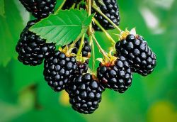 Navaho szeder (Rubus fruticosus)  tskementes
