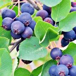  Thiessen mzalmcska (Amelanchier alnifolia)