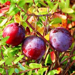  Amerikai tzegfonya (Cranberry)