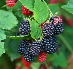  Triple crown szeder (Rubus fruticosus)  tskementes
